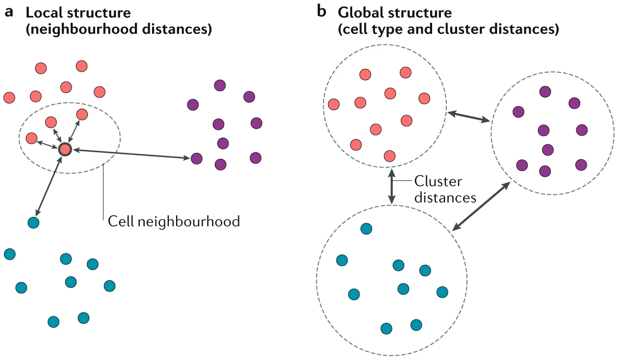 (a) Preserving the local structure of a dataset ensures that the neighbouring cells of each cell remain together in the visualization, rather than preserving the original gene expression space. The distance between cells in the final visualization is therefore representative of the degree of similarity between their gene expression patterns. (b) Preserving the global structure of a dataset ensures that large-scale distances, such as the distances between cell types, are maintained. Image taken from https://www.nature.com/articles/s41581-020-0262-0