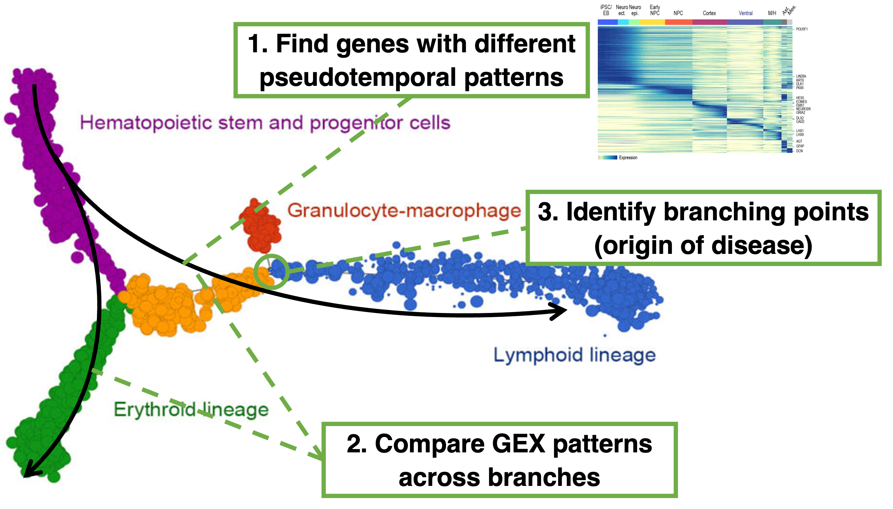 The three main reasons to perform trajectory inference and pseudotime analysis in single-cell analysis is for (a) finding genes whose expression changes across the trajectory, (b) compare gene expression patterns across branches and (c) identifying branching points intrajectories.