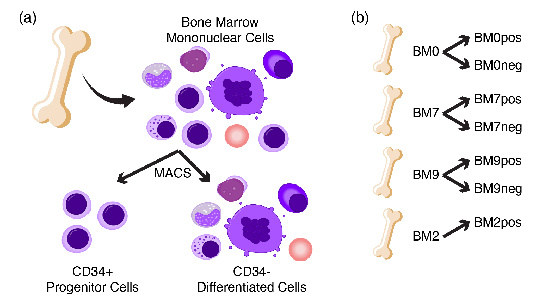 Schematic of healthy bone marrow scRNA-seq data. (a) BM-MNCs from different donors were isolated and sorted into CD34+ progenitor and CD34- differentiated fractions, (b) resulting in a total of seven libraries from four donors. Note that the BM2neg library is excluded due to low quality sample.