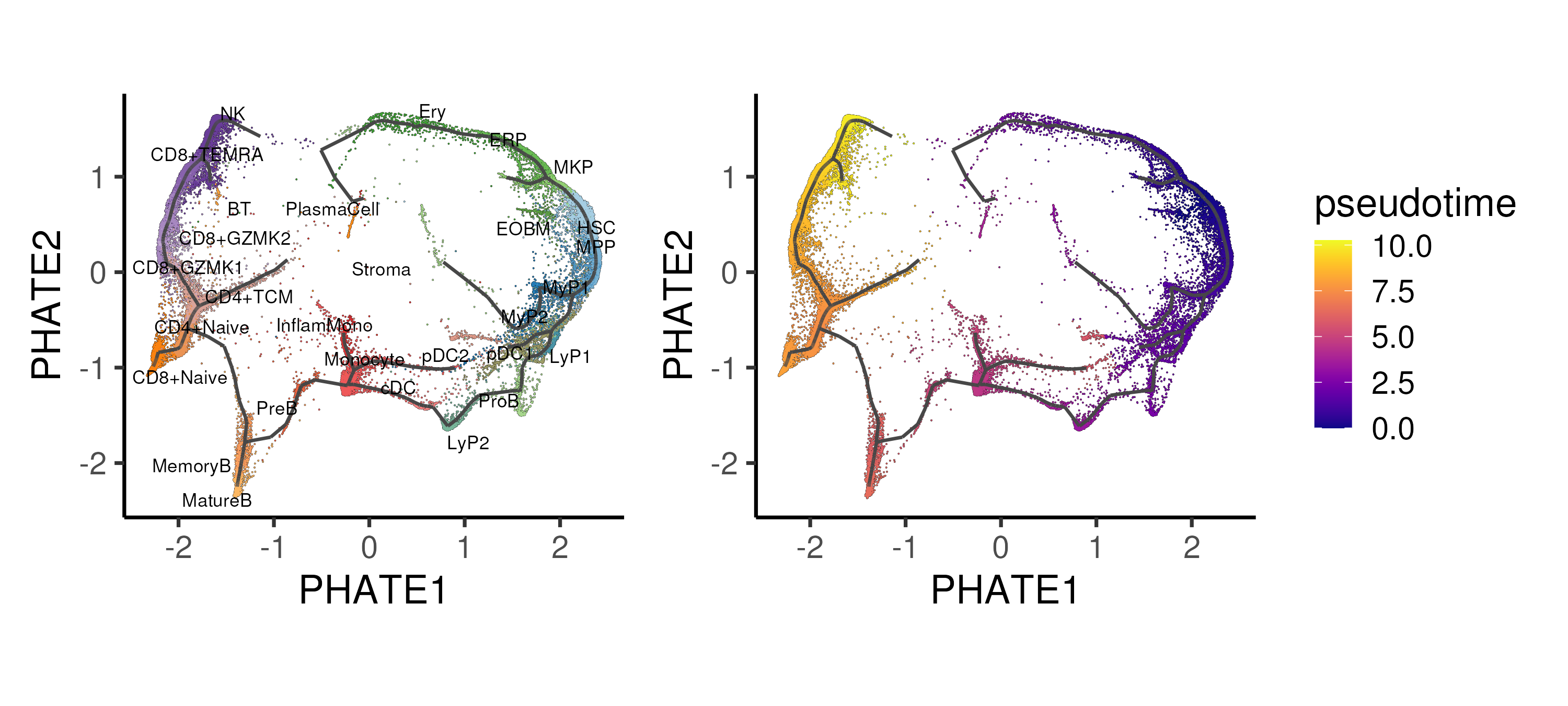 Trajectory inference using the Monocle algorithm applied onto the PHATE space, showing the different trajectories and inferred pseudotime for the CD34 progenitor "island". Cells are coloured by annotated cell types.