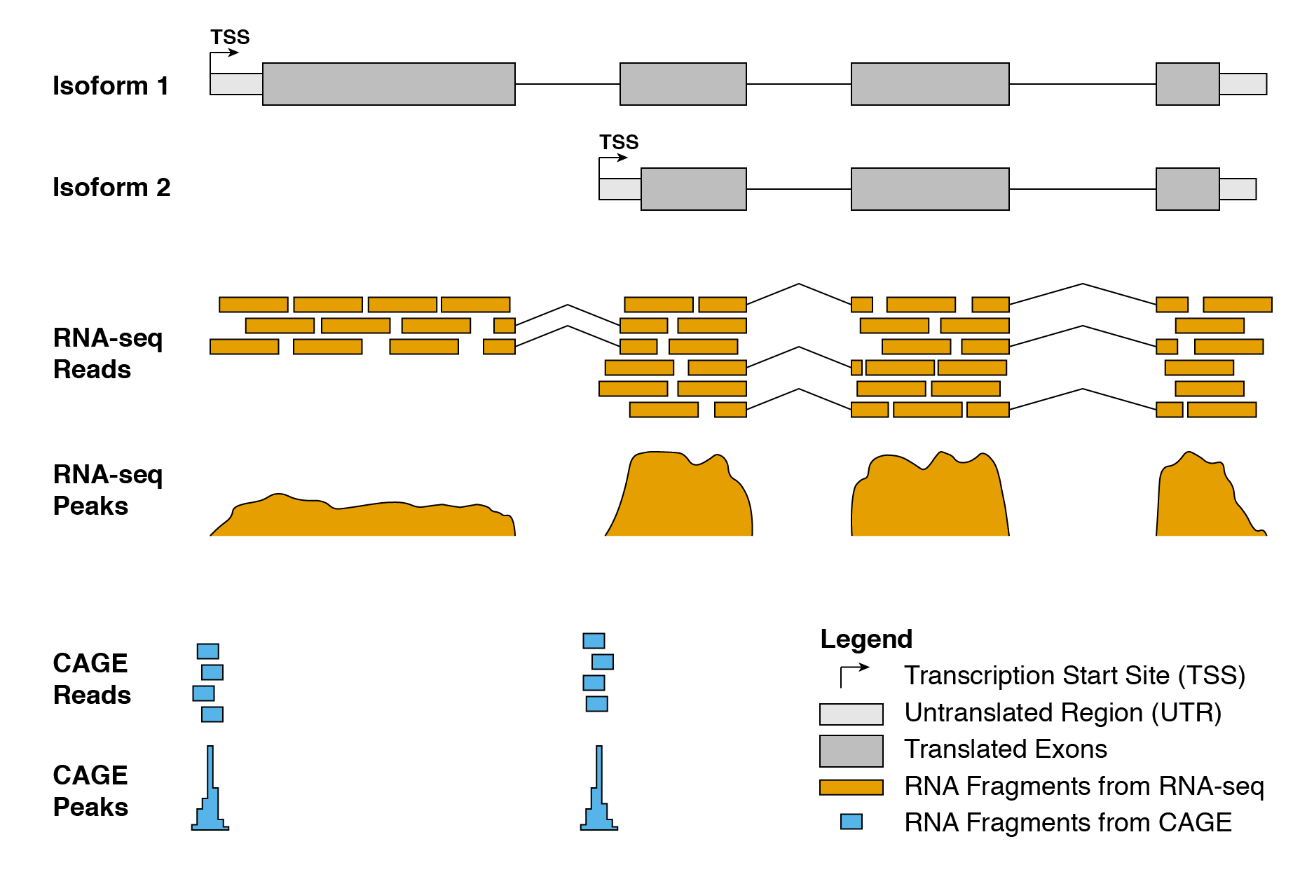 Full-length RNA-seq captures RNA reads spanning the entire RNA molecule while tag-based methods only capture reads corresponding to parts of the RNA molecule. In the case of CAGE, only the 5' end of the RNA is captured. Image taken from @ouyang2019_book.