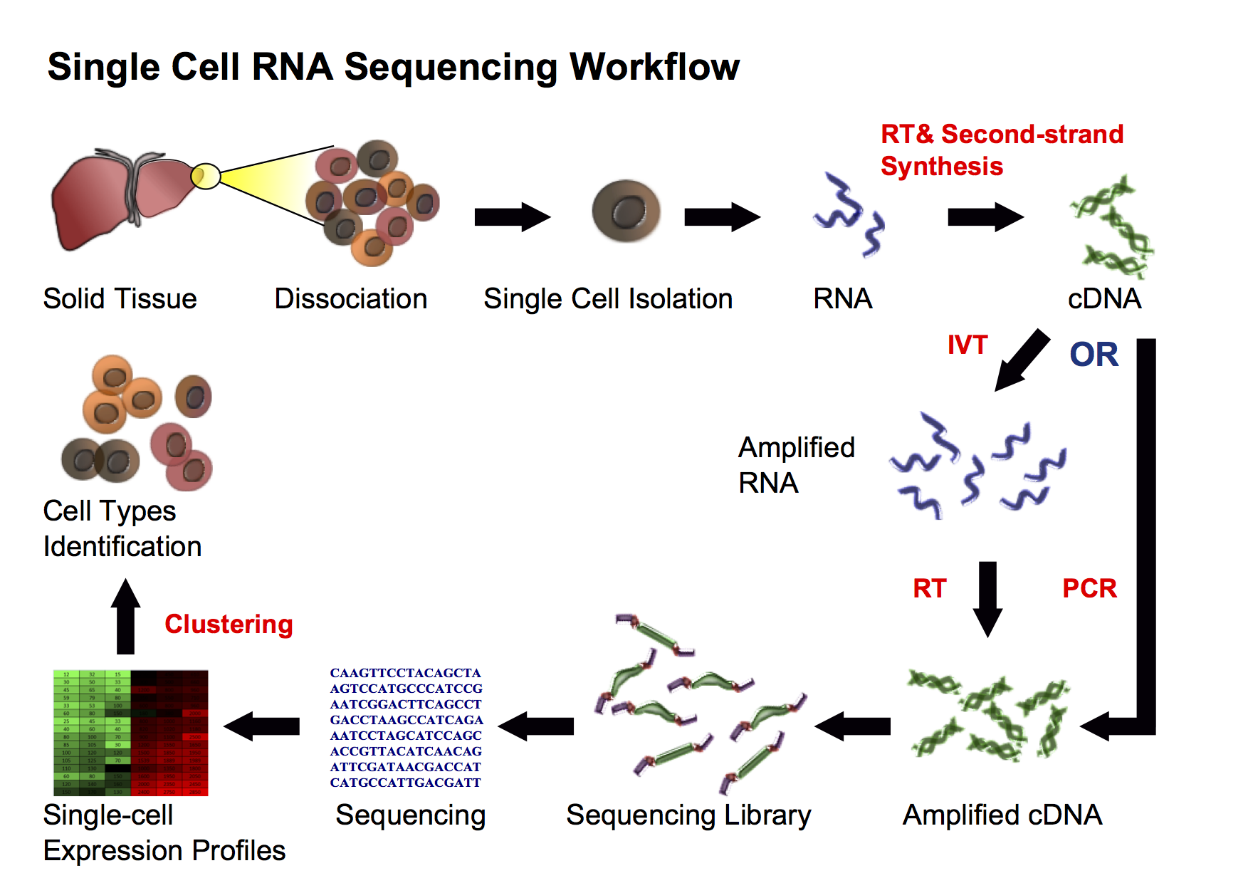 scRNA-seq comprises many steps which involves single cell isolation combined with RNA-seq. Image taken from wikipedia.