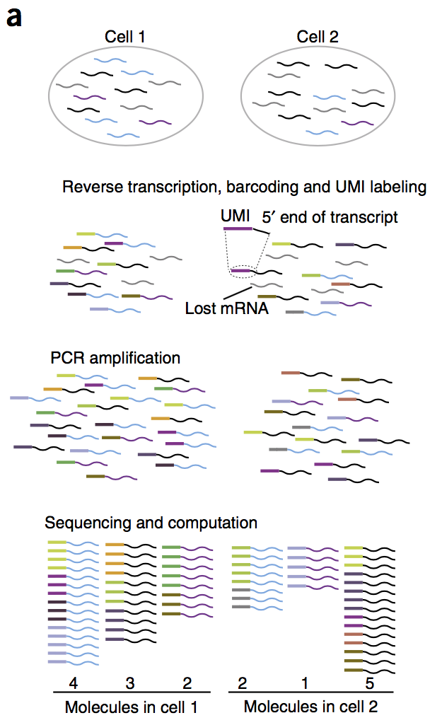 UMIs alleviate the problem of PCR amplifcation bias where different RNA fragments may get amplified at different rates [@islam2014_umi].