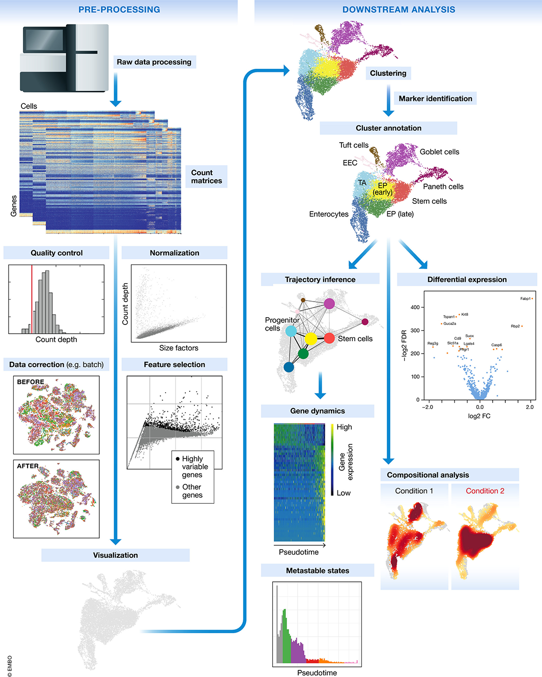 Schematic of a typical scRNA-seq analysis workflow. Image taken from @luecken2019_pipe.